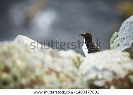 Alca torda. Runde Island. Norway's wildlife. Beautiful picture. From the life of birds. Free nature. Runde Island in Norway. Scandinavian wildlife. North of Europe. Picture. Seashore. A wonderful shot