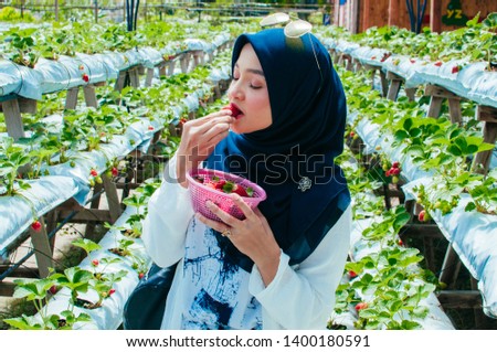 Young attractive hijab pick up strawberry fruit
