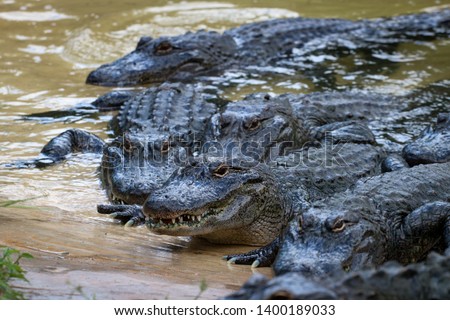 Group of gators waiting to eat
