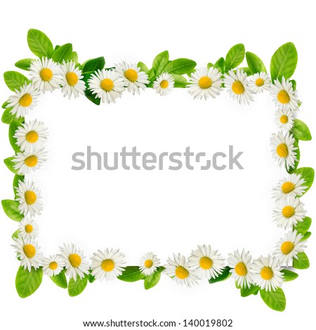 Frame: daisies and green leaves on the white background Royalty-Free Stock Photo #140019802