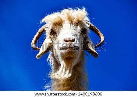 goat on a blue sky background, beautiful photo digital picture
