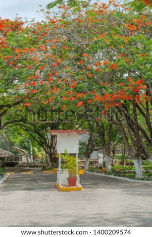 Delonix Regia trees, with their small red flowers, on the Yucatan peninsula