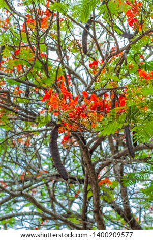 Delonix Regia tree seeds, and their small red flowers, in the Yucatan peninsula