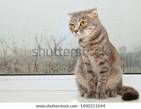 Fold Scottish cat sitting on the windowsill on the background of rainy weather. gray striped pet closeup.