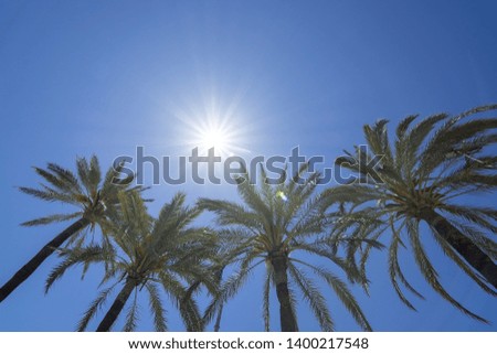 Bright sun with starry rays shines above palm trees on clear blue sky, global warming, vacation or freedom concept