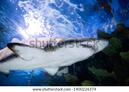 predator white shark swimming underwater
