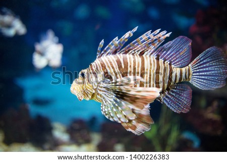 Beautiful zebra fish or striped lionfish in the aquarium
