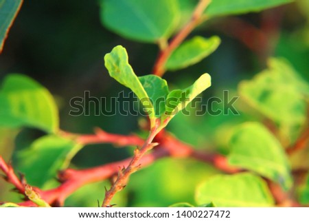 Macro pictures of leaves that are small, green, with red branches and thorns. The background is green with a blurred appearance.