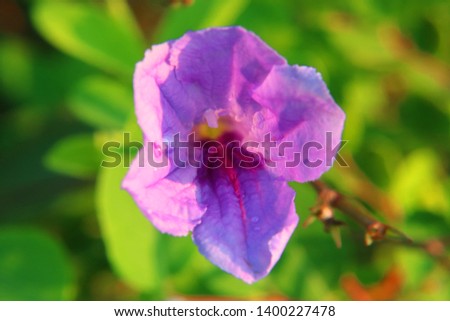 Macro picture of the purple flower shape of the large petals, the deepest area of the pollen is yellow, the back is a green background from the leaf that looks blurred.