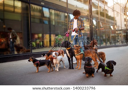 Dogs on the streets on leash with smiling man professional dog walker
 Royalty-Free Stock Photo #1400233796
