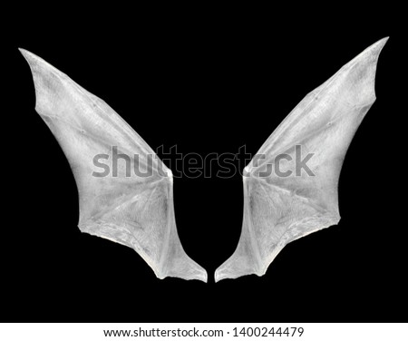 bat wings isolated on white.