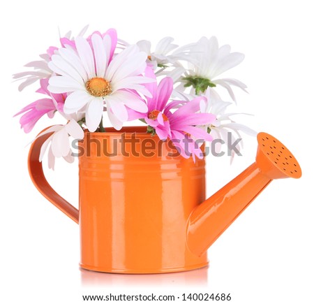 Beautiful daisies in colorful watering can isolated on white