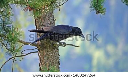 a raven perch on a swiss stone pine