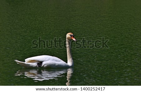 Beautiful Swan enjoying posing for pictures