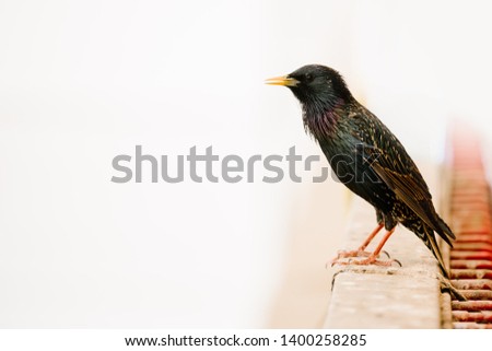 High quality background picture of the bird sitting on the fence on the right of the picture. Left side of the picture is white. The bird is black with shiny highlight on the feathers. 