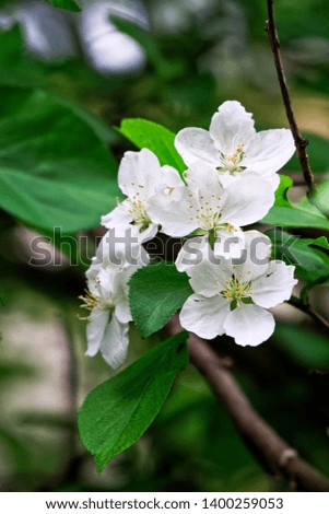 Snow-white spring flowers blooming apple. Nature and its charm. Vertical picture. Shallow depth of field. Daylight
