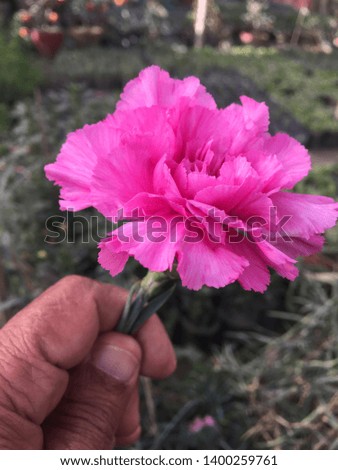 Pink carnation flower .Kathmandu Nepal,May 14/2019.