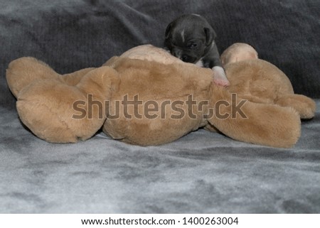 Young 17 day old blue and white Staffordshire bull terrier cuddling with a teddy bear