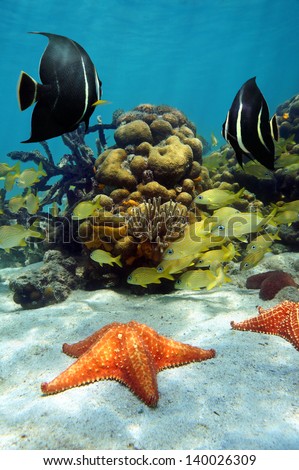 Starfish underwater with angelfish and grunt fish in a coral reef, Caribbean sea