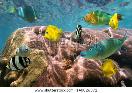 Colorful tropical fish and coral underwater in the Caribbean sea