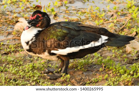 The Muscovy duck a large duck from Anatidae family.