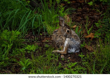 Bunny Rabbit in the Woods