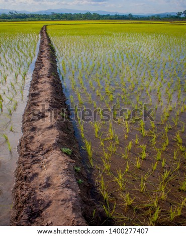 

agriculture and beautiful rice field