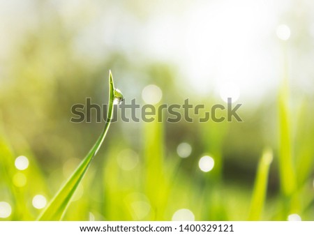 green grass with a shiny drop of dew in the sunshine yellow early in the morning, the effect of blurring bokeh