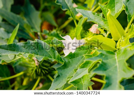 Datura stramonium ( jimsonweed, jimson weed or  devil's snare ) plant with white flower