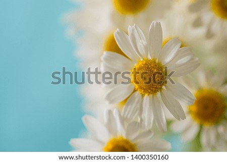 Group of white Daisies,macro photography