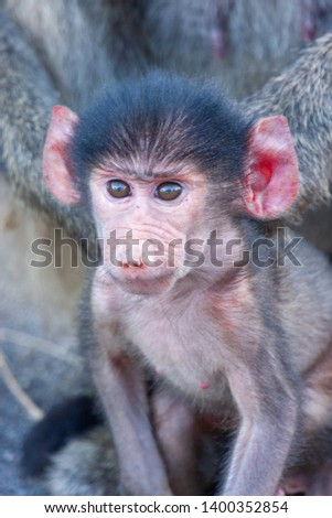 big baboon african monkey south africa