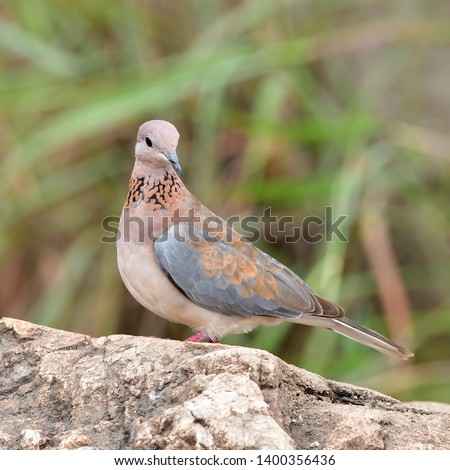 laughing dove streptopelia senegalensis,South Africa