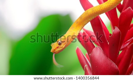 High resolution snake pics. Photo of a snake on a flower. Photo of a beautiful snake. Photo snakes on the hunt