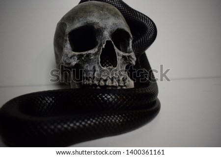 Mexican black kingsnake curled round skull