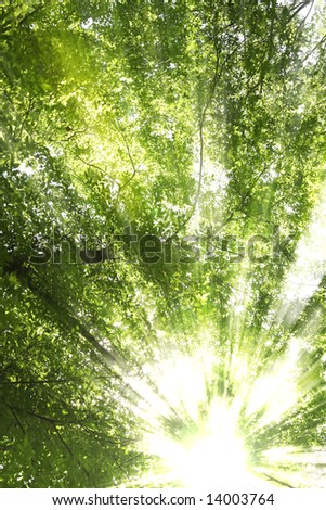Sunburst through trees