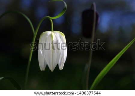 Spring nature background with white flower. Beautiful white fritillaria flower close up in a shallow depth of field background. Good for card, poster or banner with space for text.