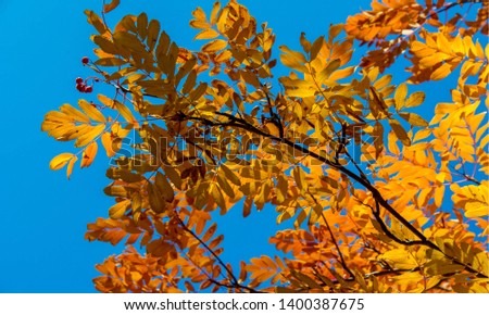 Autumn landscape photography, mountain ash in full beauty, illuminated by the colors of autumn. A tree with fruits in the form of a bunch of orange-red berries, as well as the most berries