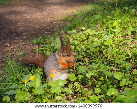A cute red squirrel eating something on the green grass of the forest, animal portrait close view