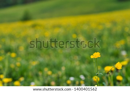 flowers in the spring in Austria