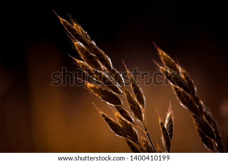background of spikelets in brown tones