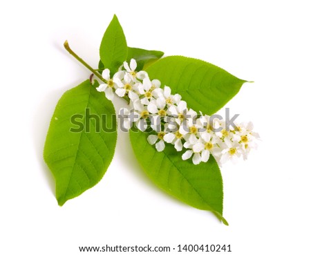 Prunus padus, known as bird cherry hackberry hagberry or Mayday tree. Flowers. Isolated on white background. Royalty-Free Stock Photo #1400410241