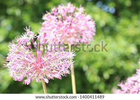 Flower head of Allium Pink Sensation on blurred background. Allium aflatunense.