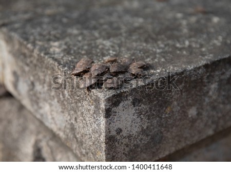 Rown marble bedbug on the stone. Vermins on a stone slab closeup photo.