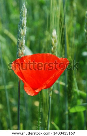 brightly red poppy in the field among a wheat