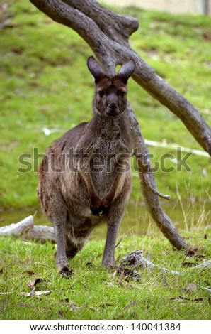 this is a kangaroo-island kangaroo standing still