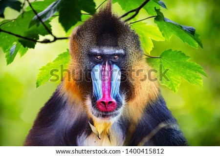 
frontal portrait of a male mandrill