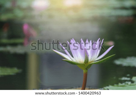 White lotus flower pond in a pastel-style with light fair
