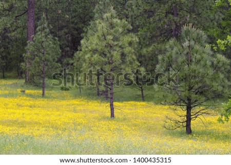 Forrest field with yellow wild flowers during spring