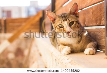 adorable domestic cat lay on concrete and wooden fence on a back yard outside patio home environment and looking at camera, domestic pets portrait concept picture with empty copy space for text 