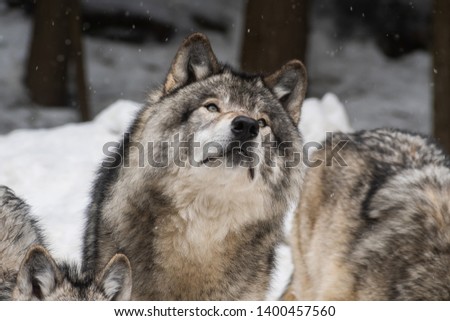 Landscape photo of a grey wolf pack in a snowy forest. Close up on one of the wolves looking up the top right corner of the picture. Shot in Montebello, Quebec, Canada. 